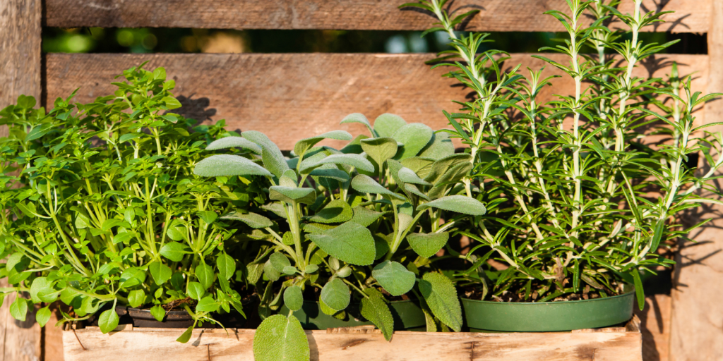 Parsley, Sage, Rosemary,&nbsp;Thyme